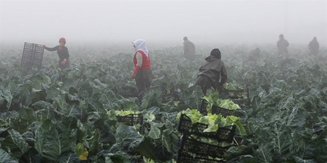 TARSİM'den Yetiştiricilere 73 Milyar Lira Hasar Ödemesi