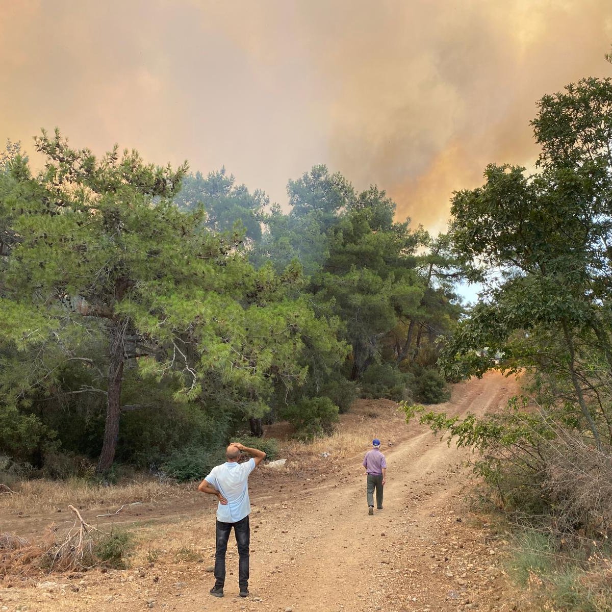Çanakkale'de Orman Yangını: İtfaiye Ekipleri Müdahale Başlattı