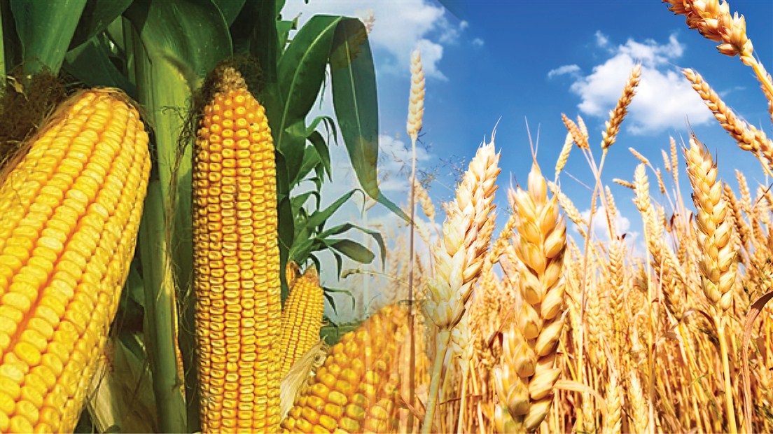 USDA Raporu Küresel Tahıl Piyasasını Hareketlendirdi: ABD'de Buğday Üretimi 55 Yılın En Düşüğüne İnebilir