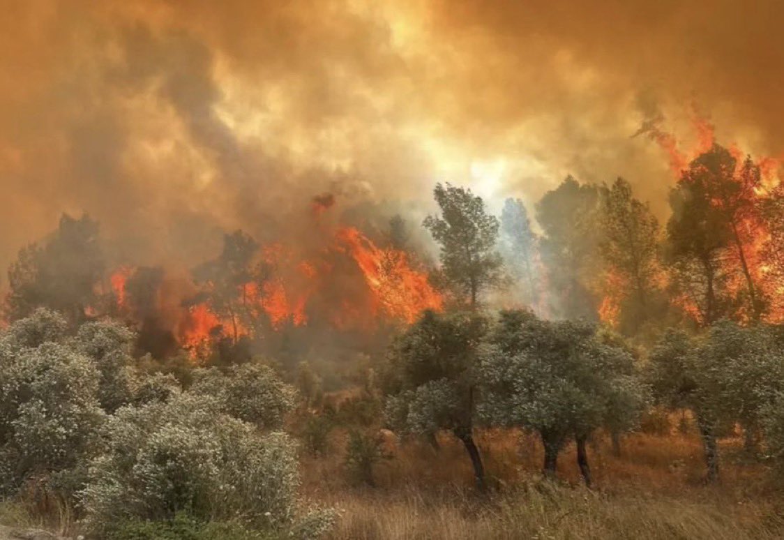 Eskişehir'de 11 Orman İşçisi Şehit Oldu.