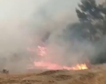 Denizli ve Aydın'da Orman Yangını Tehlikesi: Rüzgarın Etkisiyle Alevler Yeniden Büyüdü